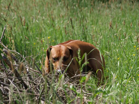 na třeboňské pastvě :).JPG